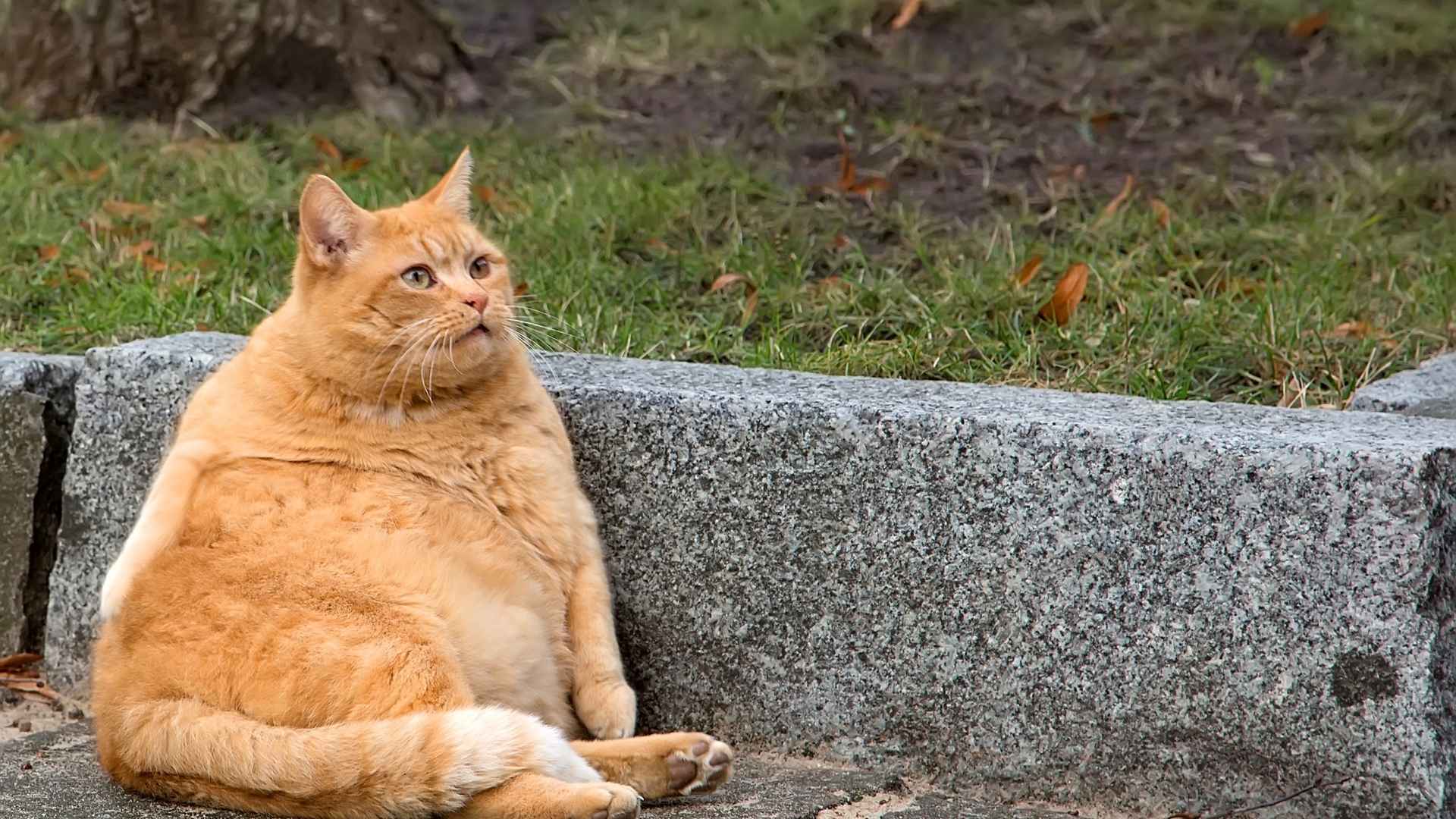 gato gordo en la calle